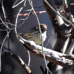 Pyrrholaemus sagittatus at Paddys River, ACT - 19 Jul 2019 02:33 PM