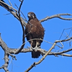 Falco berigora (Brown Falcon) at Gordon, ACT - 19 Jul 2019 by RodDeb