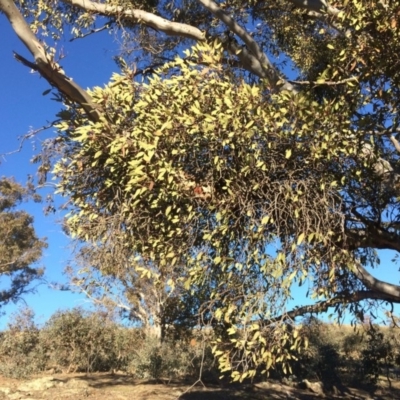Muellerina eucalyptoides (Creeping Mistletoe) at Palmerston, ACT - 16 Jul 2019 by mcosgrove