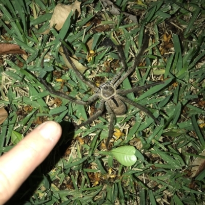 Isopeda sp. (genus) (Huntsman Spider) at Doonan, QLD - 28 Jan 2019 by JBudgie