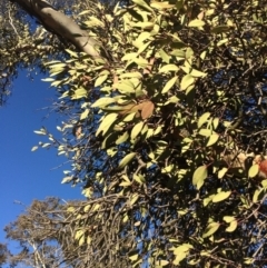 Muellerina eucalyptoides (Creeping Mistletoe) at Amaroo, ACT - 16 Jul 2019 by mcosgrove