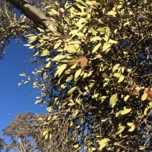 Muellerina eucalyptoides at Amaroo, ACT - 16 Jul 2019