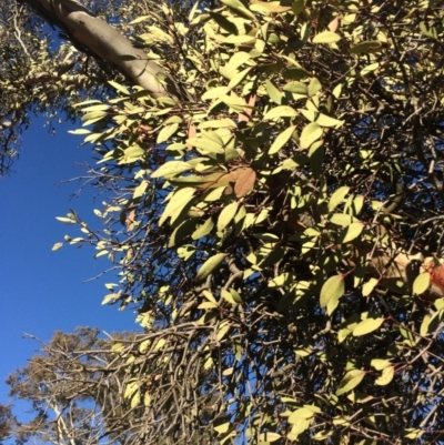 Muellerina eucalyptoides (Creeping Mistletoe) at Amaroo, ACT - 16 Jul 2019 by mcosgrove
