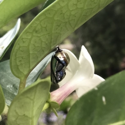 Euploea corinna (Common Crow Butterfly, Oleander Butterfly) at Doonan, QLD - 29 Jan 2019 by JBudgie