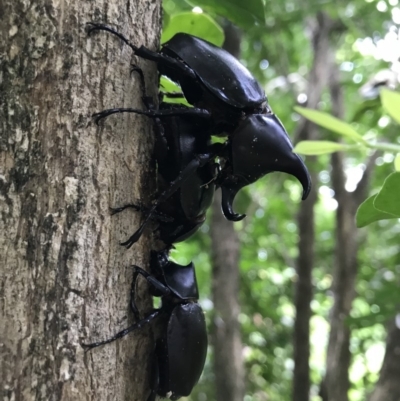 Xylotrupes australicus (Rhinoceros Beetle) at Doonan, QLD - 30 Dec 2018 by JBudgie