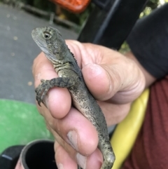 Intellagama lesueurii lesueurii (Eastern Water Dragon) at Doonan, QLD - 28 Nov 2018 by JBudgie