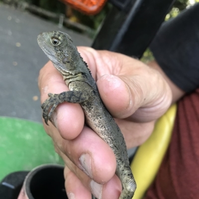 Intellagama lesueurii lesueurii (Eastern Water Dragon) at Doonan, QLD - 28 Nov 2018 by JBudgie