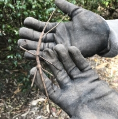 Acrophylla titan (Titan Stick Insect) at Doonan, QLD - 29 Sep 2018 by JBudgie