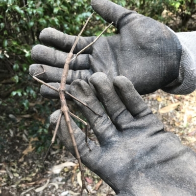 Acrophylla titan (Titan Stick Insect) at Doonan, QLD - 29 Sep 2018 by JBudgie