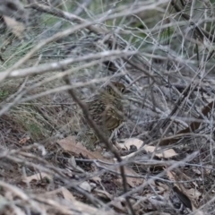 Zoothera lunulata (Bassian Thrush) at Acton, ACT - 20 Jul 2019 by Lisa.Jok