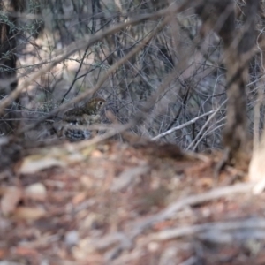 Zoothera lunulata at Acton, ACT - 20 Jul 2019