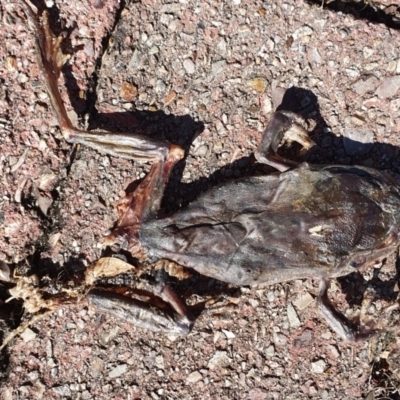 Rhinella marina (Cane Toad) at Peregian Beach, QLD - 16 Jul 2019 by AaronClausen