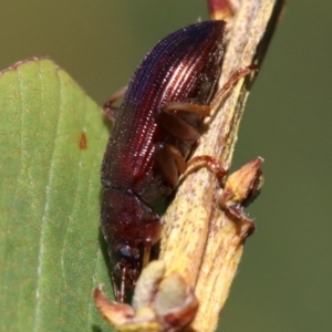 Homotrysis sp. (genus) at Rosedale, NSW - 31 Mar 2019 10:53 AM