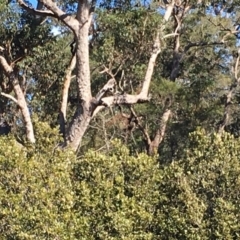Native tree with hollow(s) (Native tree with hollow(s)) at Broulee, NSW - 20 Jul 2019 by nickhopkins