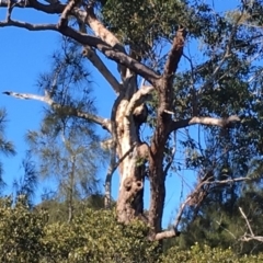 Native tree with hollow(s) (Native tree with hollow(s)) at Mossy Point, NSW - 20 Jul 2019 by nickhopkins