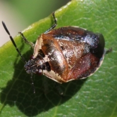 Monteithiella humeralis (Pittosporum shield bug) at Rosedale, NSW - 31 Mar 2019 by jb2602