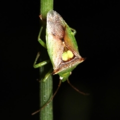 Sastragala versicolor (Shield bug) at Rosedale, NSW - 6 Jul 2019 by jb2602