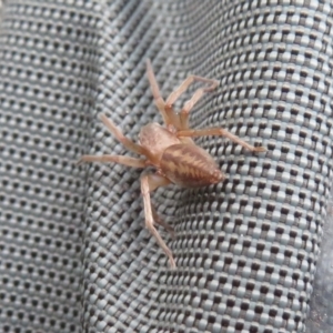 Clubiona sp. (genus) at Cotter River, ACT - 17 Mar 2019