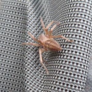Clubiona sp. (genus) at Cotter River, ACT - 17 Mar 2019 11:19 AM