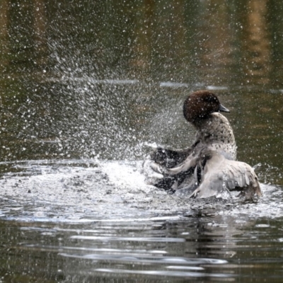 Chenonetta jubata (Australian Wood Duck) at Mogo, NSW - 6 Jul 2019 by jb2602