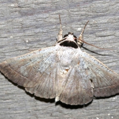 Pantydia sparsa (Noctuid Moth) at Rosedale, NSW - 29 Mar 2019 by jbromilow50