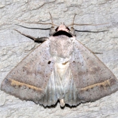 Pantydia capistrata (An Erebid moth) at Rosedale, NSW - 25 Feb 2019 by jb2602