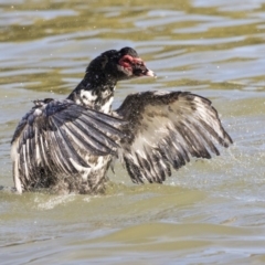 Cairina moschata (Muscovy Duck (Domestic Type)) at Lake Ginninderra - 18 Jul 2019 by AlisonMilton