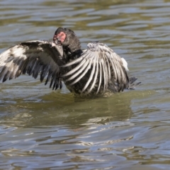 Cairina moschata at Belconnen, ACT - 18 Jul 2019 02:15 PM
