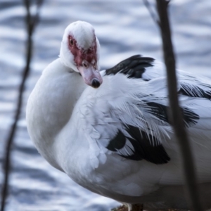 Cairina moschata at Belconnen, ACT - 18 Jul 2019