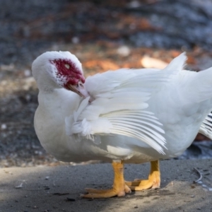 Cairina moschata at Belconnen, ACT - 18 Jul 2019