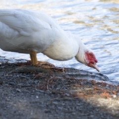 Cairina moschata at Belconnen, ACT - 18 Jul 2019 02:15 PM
