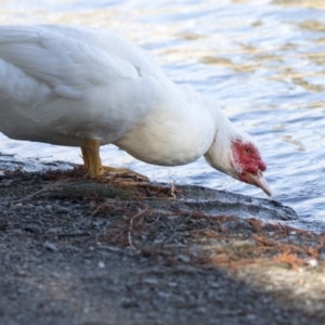 Cairina moschata at Belconnen, ACT - 18 Jul 2019 02:15 PM