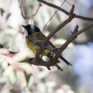 Pachycephala pectoralis at McKellar, ACT - 18 Jul 2019 12:28 PM