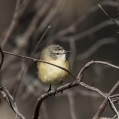 Acanthiza chrysorrhoa (Yellow-rumped Thornbill) at McKellar, ACT - 18 Jul 2019 by Alison Milton