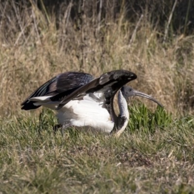 Threskiornis spinicollis (Straw-necked Ibis) at Pialligo, ACT - 16 Jul 2019 by Alison Milton