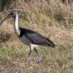 Threskiornis spinicollis at Pialligo, ACT - 16 Jul 2019 02:57 PM