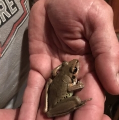 Litoria wilcoxii (Rocky River Tree Frog) at Doonan, QLD - 15 Jan 2019 by JBudgie