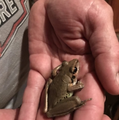 Litoria wilcoxii (Rocky River Tree Frog) at Doonan, QLD - 15 Jan 2019 by JBudgie