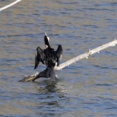 Microcarbo melanoleucos (Little Pied Cormorant) at Central Molonglo - 16 Jul 2019 by Alison Milton