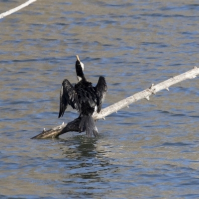 Microcarbo melanoleucos (Little Pied Cormorant) at Campbell, ACT - 16 Jul 2019 by AlisonMilton