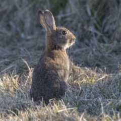 Oryctolagus cuniculus (European Rabbit) at Central Molonglo - 16 Jul 2019 by Alison Milton