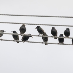 Sturnus vulgaris (Common Starling) at Higgins, ACT - 4 Jul 2019 by Alison Milton