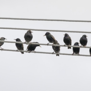 Sturnus vulgaris at Higgins, ACT - 4 Jul 2019 12:02 PM