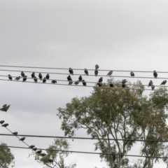 Sturnus vulgaris at Higgins, ACT - 4 Jul 2019 12:02 PM