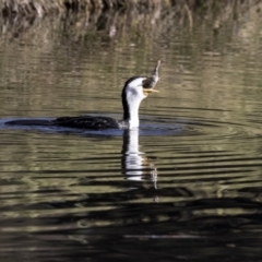 Microcarbo melanoleucos (Little Pied Cormorant) at Acton, ACT - 2 Jul 2019 by Alison Milton