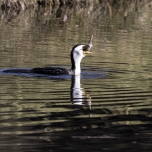 Microcarbo melanoleucos at Acton, ACT - 2 Jul 2019