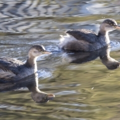 Tachybaptus novaehollandiae (Australasian Grebe) at Lyneham Wetland - 2 Jul 2019 by AlisonMilton