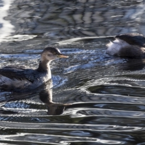 Tachybaptus novaehollandiae at Lyneham, ACT - 2 Jul 2019