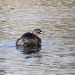 Tachybaptus novaehollandiae at Lyneham, ACT - 2 Jul 2019