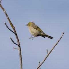 Ptilotula penicillata (White-plumed Honeyeater) at Hall, ACT - 1 Jul 2019 by Alison Milton